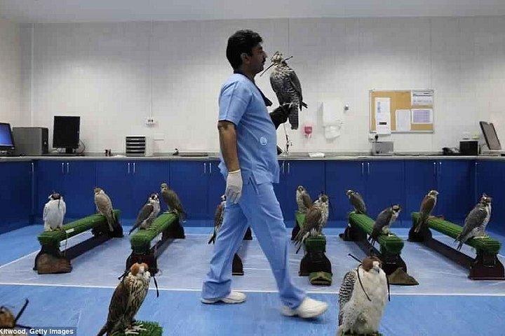 Excursion éducative sur le Falcon Hospital d'Abu Dhabi à propos des Falcons avec transferts