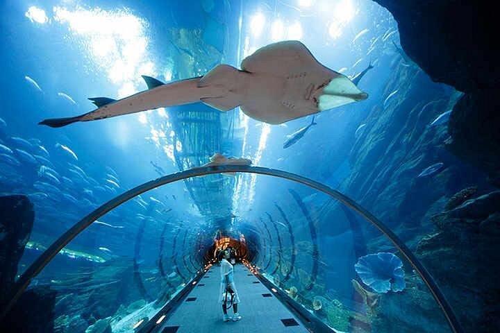 Dubaï moderne avec Burj Khalifa et visite de l'aquarium de Dubaï