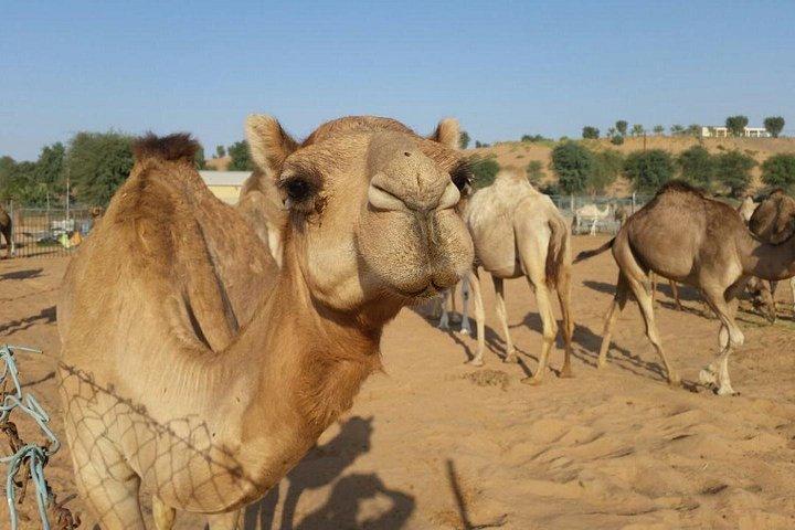Matin Safari avec promenades en chameau, planches à sable et défonce des dunes