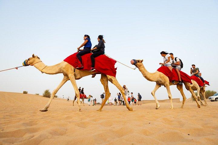 Les voyageurs montent des chameaux dans le désert près de Dubaï.