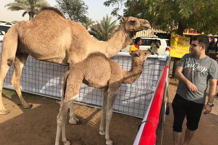Photo de chameau lors du safari dans le désert de Dubaï