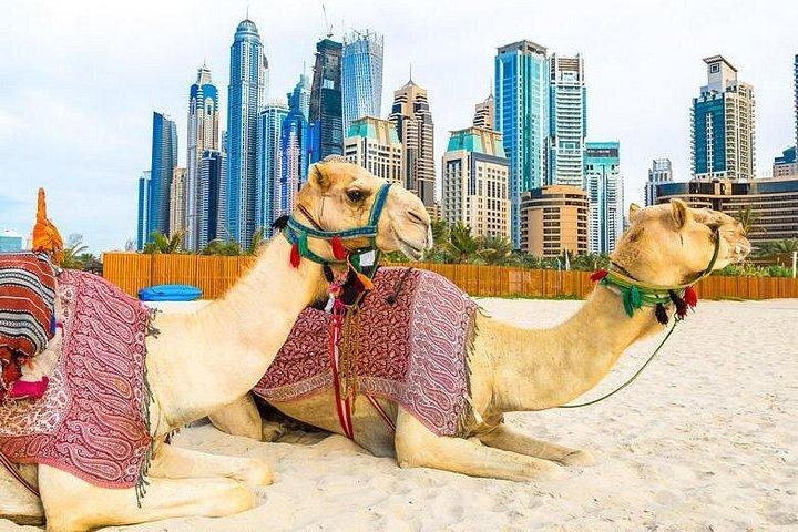 Excursion d'une demi-journée à Dubaï et safari en soirée dans le désert