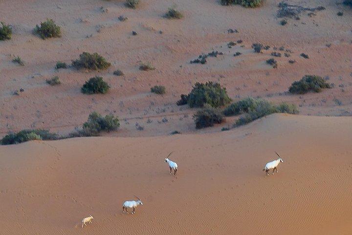Oryx