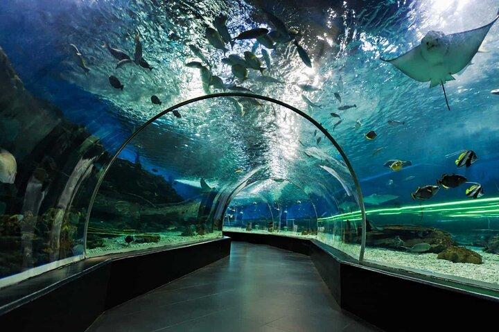 Dubaï Aquarium et zoo sous-marin pass régulier