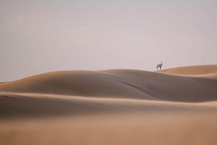 Le meilleur de l'Arabie en 1 jour