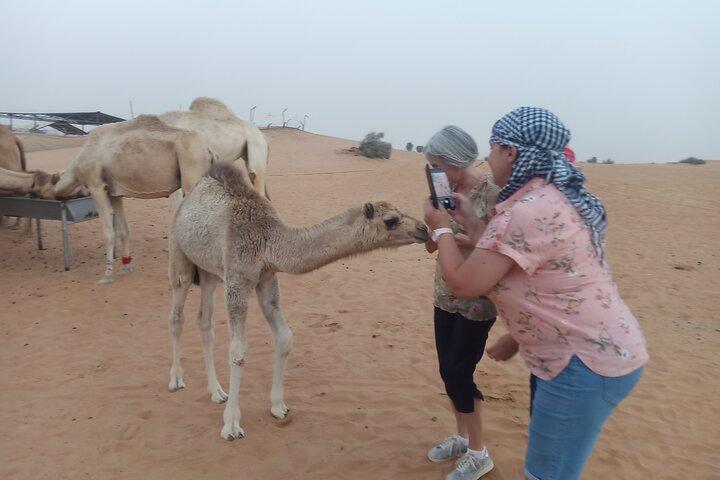 Safari matinal dans le désert de Nazwa
