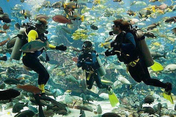 Plongée sous-marine à Jumeirah Dubai avec transferts privés