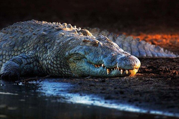 Parc aux crocodiles de Dubaï
