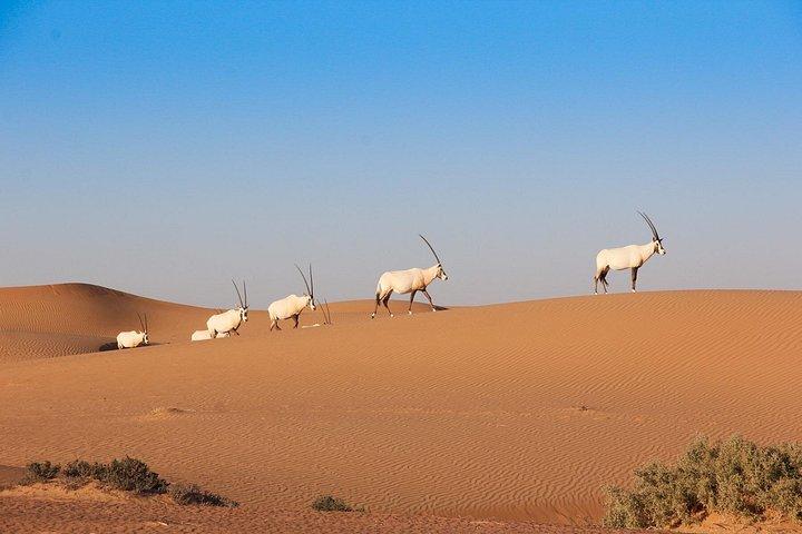 Repérez la faune indigène