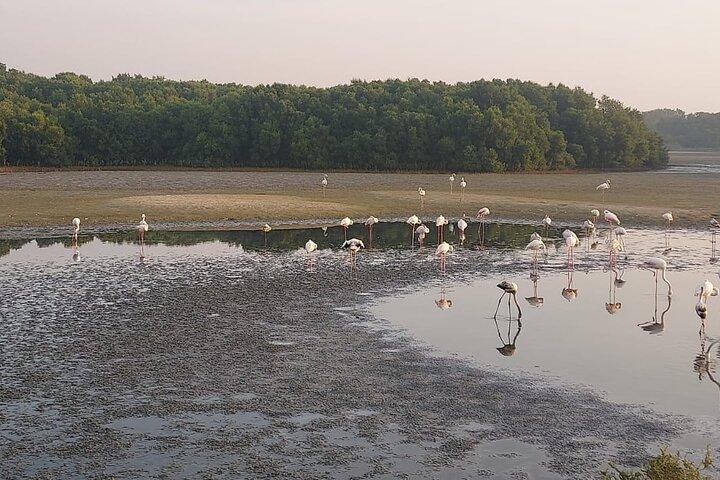Visite d'observation des oiseaux à Dubaï