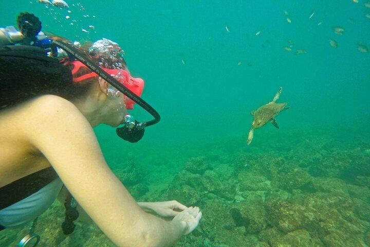 Depuis Abu Dhabi : Tentez l'expérience de la plongée et du snorkeling à Fujairah