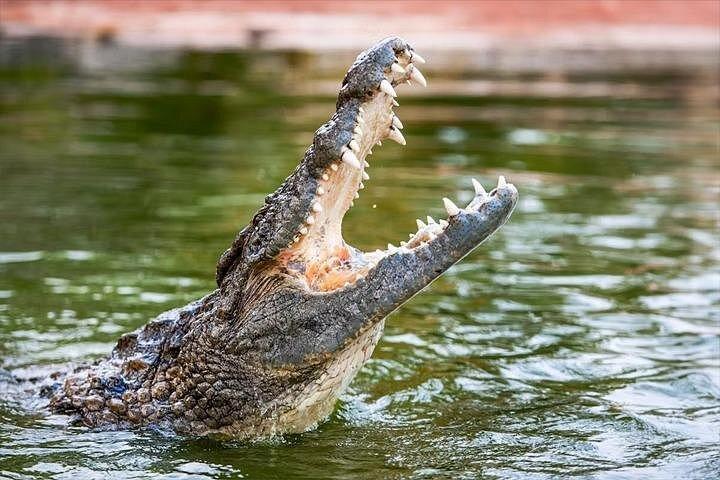 Billets d'entrée au parc aux crocodiles de Dubaï