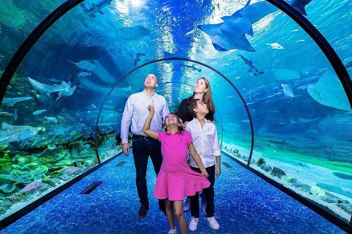 Billets pour l'Aquarium national d'Abu Dhabi