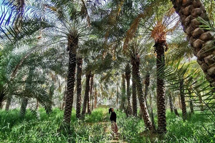 Excursion privée d'une journée à Al Ain