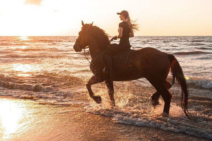 Arabian Beach Horse Experience à Dubaï et transfert d'hôtel