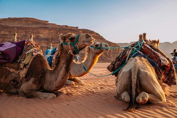 Safari privé dans le désert Sunrise