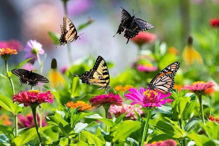 Jardin des papillons de Dubaï avec ramassage facultatif