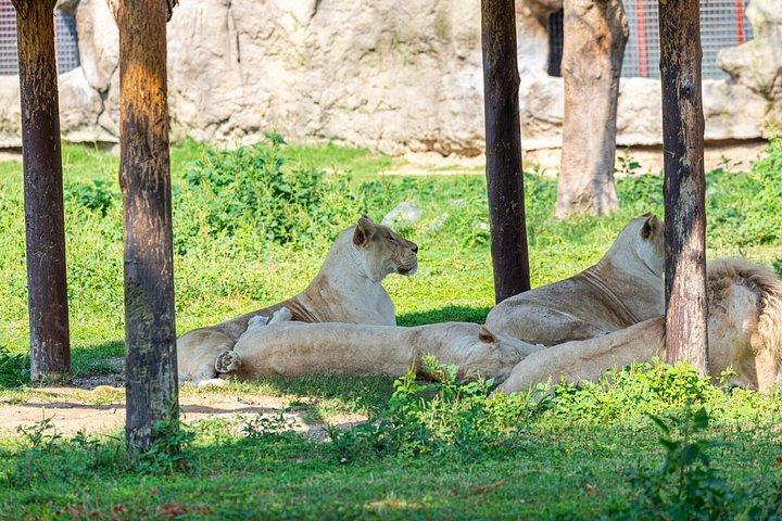 Explorez Dubai Safari Park Wildlife Adventure et plaisir en famille