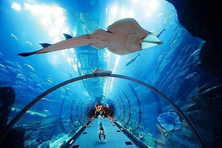 Aquarium de Dubaï et zoo sous-marin plus billets Penguin Cove