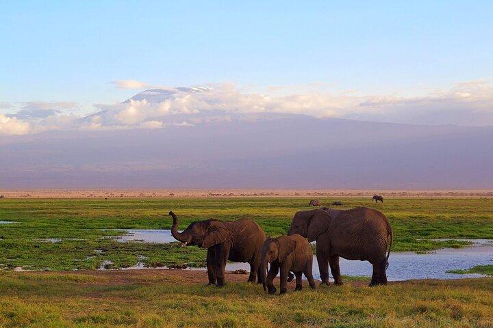 Kenya Safari Adventure 5Jours/4Nuits (confort Plus )