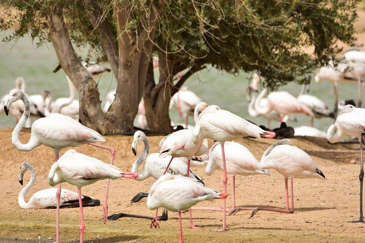 Love & Flamingo Lake Tour avec dîner et spectacle live à Bab al Shams