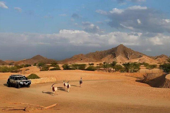 Découvrez les forts et l'oasis d'Al Ain au départ de Dubaï