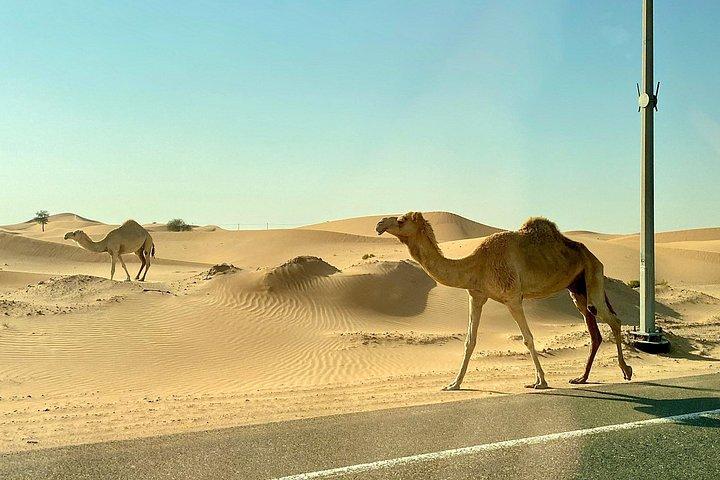 Excursion Safari dans le désert avec barbecue Dîner et promenade à dos de chameau Dubaï