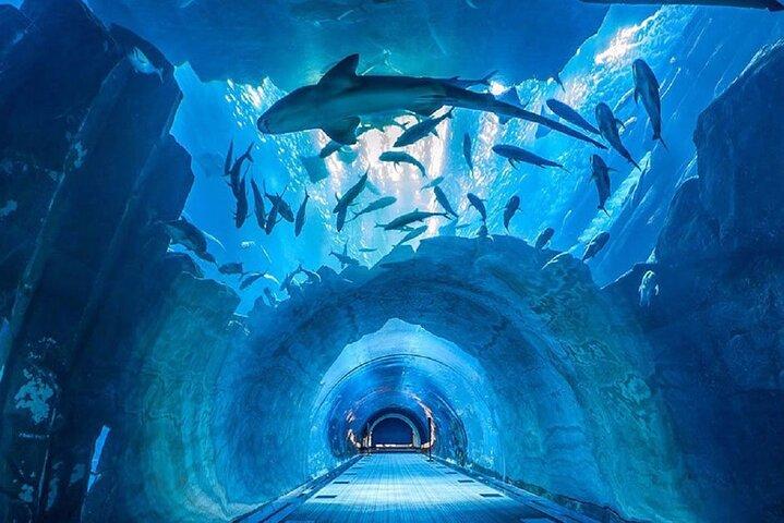 Billet pour l'aquarium et le zoo sous-marin de Dubaï avec option d'accès complet