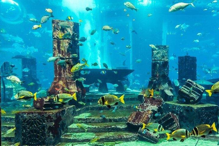 Dubaï Aquarium & Penguin Cove – Expérience du zoo sous-marin