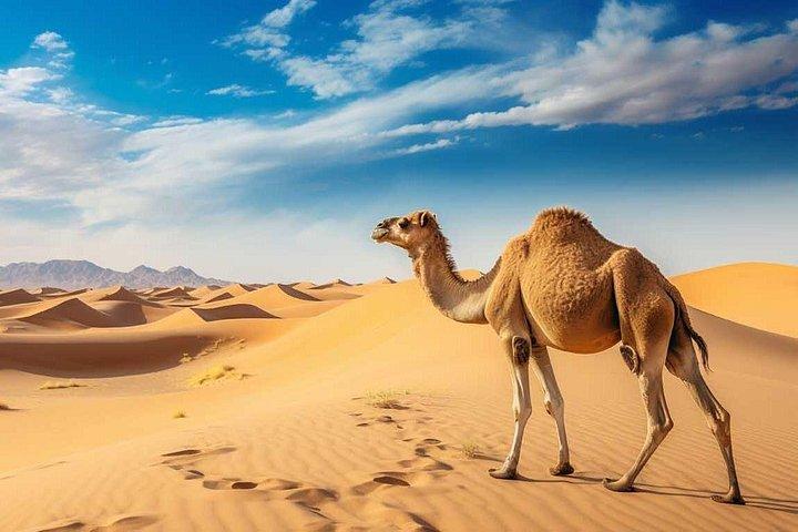 Dubaï : Visite du matin avec 4x4 Pick/Drop Red Dunes Camel Sandboard