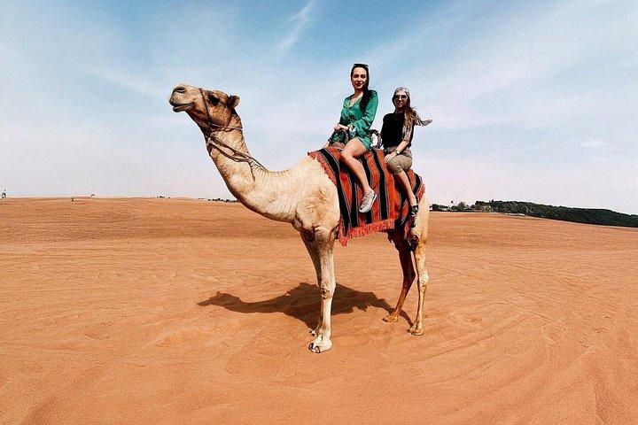 Balade en chameau Dubaï