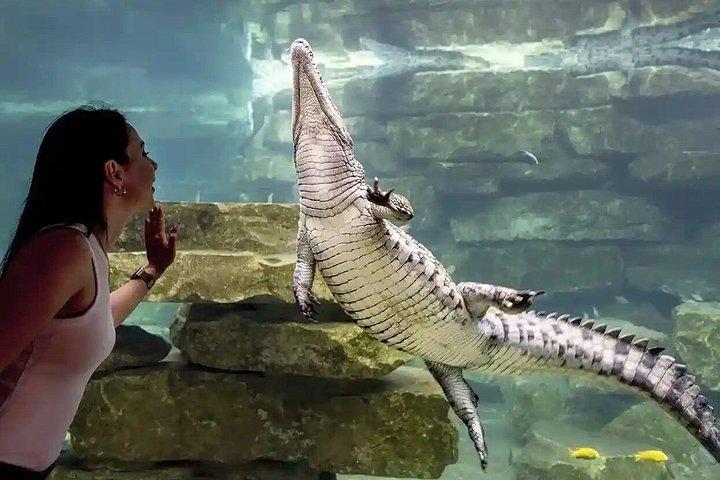 Billet d'entrée Dubai Crocodile Park Découvrez Crocodiles Up Close
