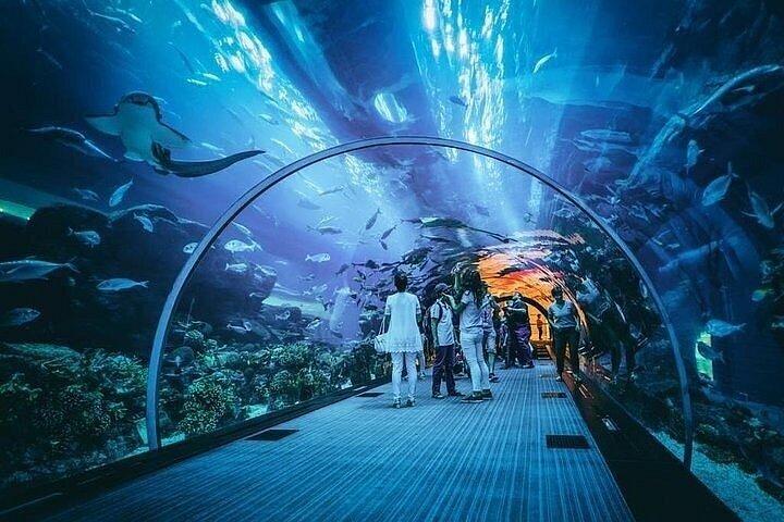 Dubaï Aquarium Zoo sous-marin avec billet Penguin Cove