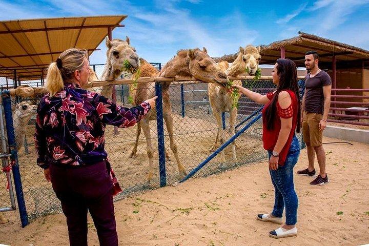 Visite à Dubaï d'une ferme de chameaux locale avec une alimentation de chameaux et du lait de chamelle