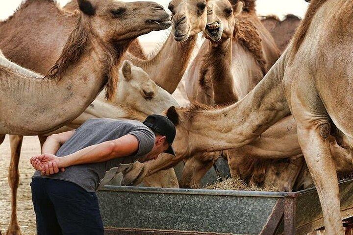 Aventure Liwa Safari d'une journée dans le désert avec déjeuner depuis Abu Dhabi