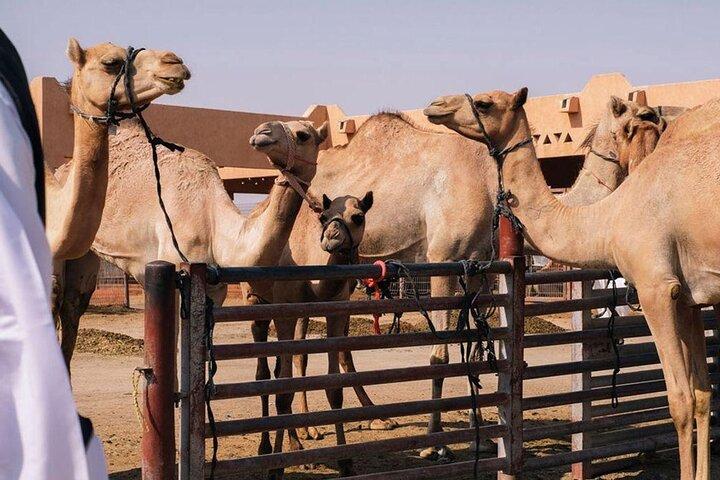 Visite privée de la ville d'Al Ain avec déjeuner traditionnel