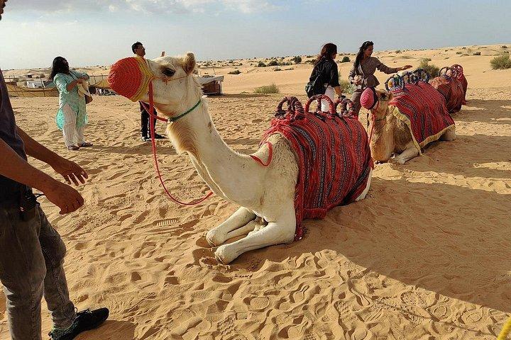 Safari dans le désert de Dubaï, quad, promenade à dos de chameau, barbecue et boissons
