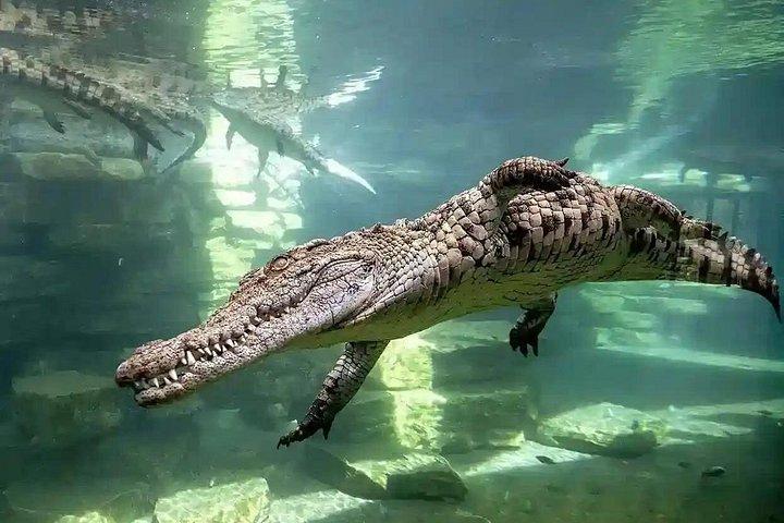 Dubaï Crocodile Park billets d'entrée