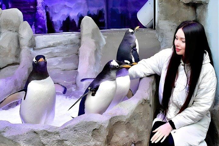 Zoo sous-marin de l'aquarium de Dubaï avec billets d'entrée à Penguin Cove