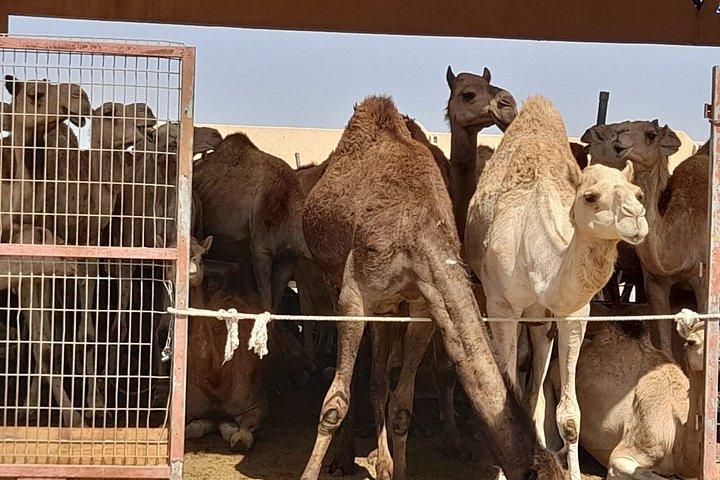 Visite privée d'une journée complète des forts historiques et des joyaux cachés d'Al Ain